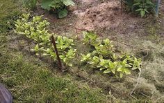 the garden is ready to be planted and put in the ground by the fenced off area