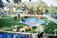 several dogs are standing around in the grass near a dog park with an artificial swimming pool