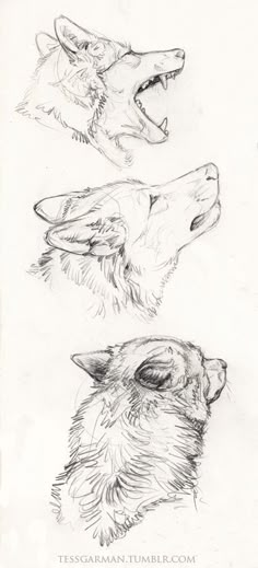 three drawings of wolfs with their mouths open and one showing the teeth that they are biting