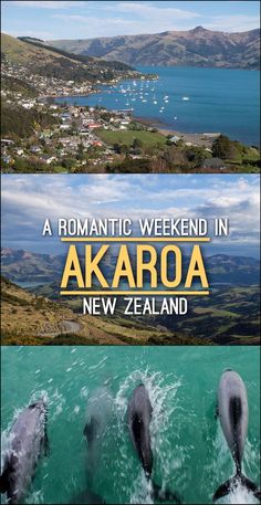 two dolphins swimming in the ocean with text reading a romantic weekend in akaroa, new zealand