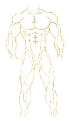 an image of a man's muscles drawn in pencil