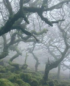 moss covered trees in the middle of a forest on a foggy, misty day