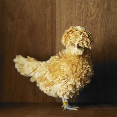 a stuffed chicken sitting on top of a wooden floor