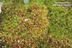 moss growing on the side of a rock