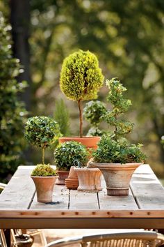 several potted plants sitting on top of a wooden table in front of some trees