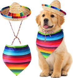 a dog wearing a rainbow striped bandana and hat next to a matching halter