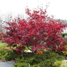 a red tree in the middle of a garden