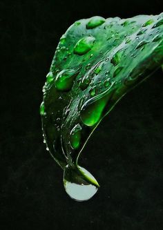 a green leaf with drops of water on it's surface, in the dark