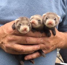 three ferrets are held in the palm of a man's hand,