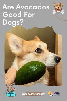 a dog holding an avocado in its mouth with the caption are avocados good for dogs?