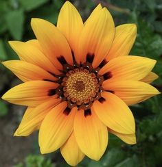 an orange and yellow flower with green leaves in the background