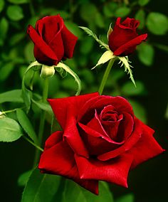 two red roses with green leaves in the background