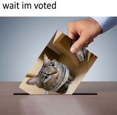 a cat sitting in a box that is being held by a person's hand