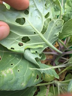 a hand holding a leaf with brown spots on it