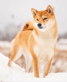 a brown and white dog standing in the snow