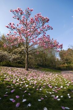 a tree with pink flowers on the ground and petals scattered all over the ground in front of it