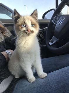 a white and brown cat sitting in the driver's seat of a car next to a steering wheel