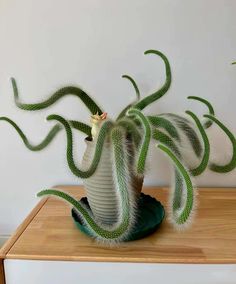 a green and white plant sitting on top of a wooden table