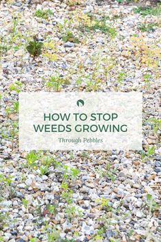 a sign that says how to stop weeds growing through pebbles on the ground