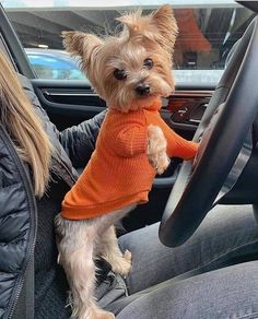 a small dog wearing an orange sweater is sitting in the driver's seat of a car