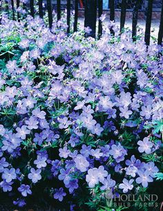 purple flowers are blooming in front of a fence