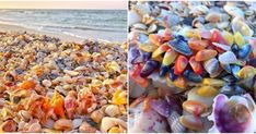 two pictures side by side one with shells and the other with sea shells