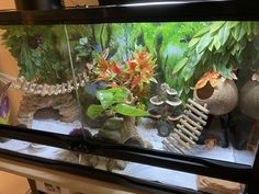 a fish tank filled with plants and rocks