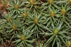 small green plants with yellow flowers on them