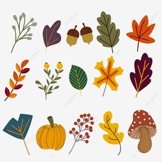 various autumn leaves and acorns on a white background