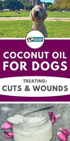 a bottle of coconut oil with a dog in the background