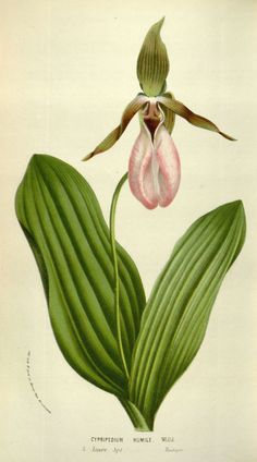 an illustration of a pink flower with green leaves