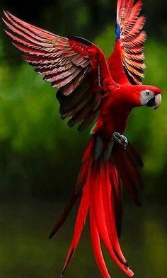 a red parrot is flying over the water