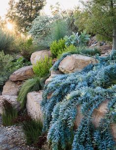 some very pretty plants by some big rocks