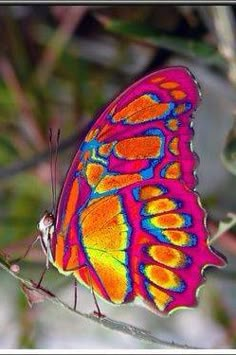 a colorful butterfly sitting on top of a leaf