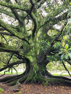 an old tree with very large roots and green leaves on it's sides in the middle of a park