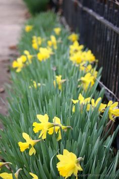 yellow daffodils line the side of a fence