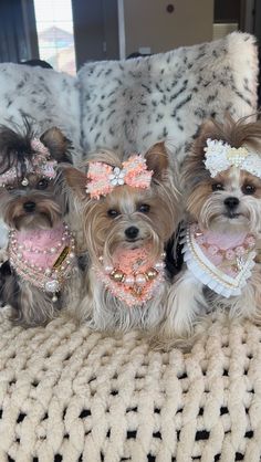 three small dogs sitting on top of a couch