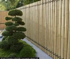 a tall green plant sitting next to a wooden fence on top of a white tile floor