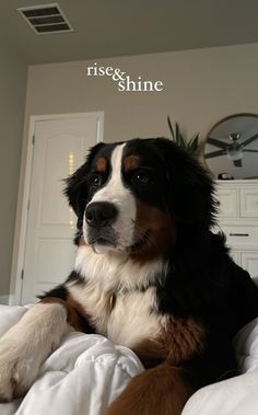 a dog laying on top of a bed next to a white dresser and wall clock