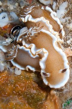 a close up of a sea slug on the ground next to rocks and algaes