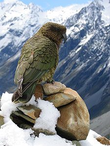 a green bird perched on top of a rock in the middle of snow covered mountains