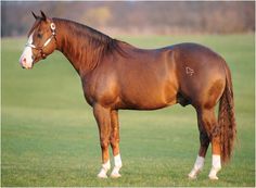 a brown horse standing on top of a lush green field