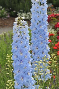 some very pretty blue flowers in a field