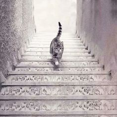 a cat walking down some steps in the middle of nowhere