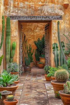 many cacti and succulents are growing in pots