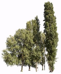 several trees are standing in the snow on a white background with no people around them