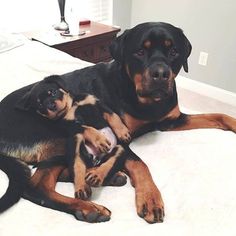 two dogs laying on top of a bed next to each other