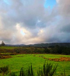 a green field with animals grazing on it under a cloudy sky and some trees in the distance