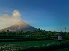 a person standing in the middle of a rice field with a mountain in the background