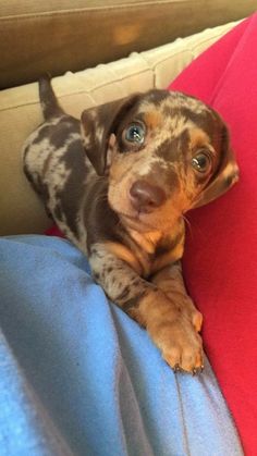 a small brown and black dog laying on top of a blue blanket next to a red pillow